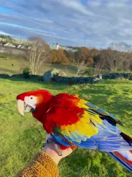 First day of freefly 🤩 #m#macawparrotm#macawloversm#macawp#parrotb#birdb#birdsl#Lovef#foryoupagen#norwayn#norges#stavanger