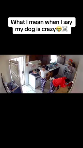 She tried to play if off😭#fypシ゚viral #crazypuppy 