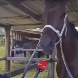 ñañaku#ñañaku #xd #fyp #shitposting #meme 