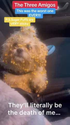 #fyp #dogsoftiktok #naughtydog #caughtoncamera #disaster #funny #shihtzu #doggrooming 