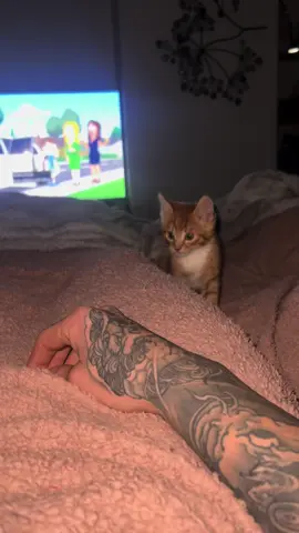 Not sure if its tism or orange cat genes. #cat #orangecat #funny #fyp #funnycatvideos #fypシ 