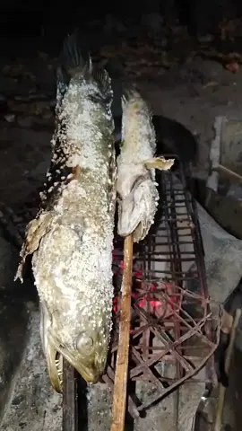 ปิ้งปลาค่อใหญ่