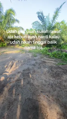 Ayah pernah berkata#kulisawit #kebunsawit #petanisawit #sawitontiktok #sawitkalimantan #sawitbalap #storywhatsapp #petanimuda #kelapasawit #sawitkalimantanbarat #ketapangkalbar #fyppppppppppppppppppppppp 