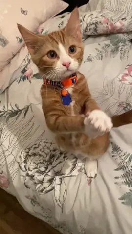 Ever seen a cat doing this before? Jaxx has done this since he was a kitten, he's even won a few competitions in the past for his 'clapping'. He's so funny to watch, he does it for your attention or when he wants something - which he always gets! 🥹 #petsgottalent #clevercat #clevercats #fyp #cats #catsoftiktok #catslovers #clapyourhands #animals #animalsoftiktok #funny #cute #gingercats #gingercatenergy #ifyourehappyandyouknowit 