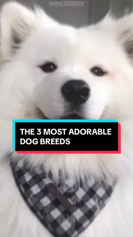 The 3 Most Adorable Dog Breeds 😍🐶 #pomeranian #corgi #cockapoo 