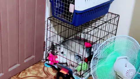 Dậy canh nhà cho con sen#husky #dog #pet #89binhdinh77 #petcute #xuhuongtiktok #xuhuong 