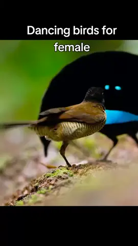 Sach a beautiful bird #bird #beautiful 