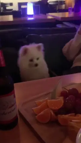 Cute and interesting puppy,come and have a look.#cute #fyp #puppy #pet #petdog #dog #funny 