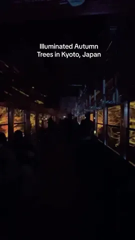 Kyoto, Japan: Rode the local train to Ninose Station (Eizan Line heading to Kurawa) to view beautiful, lighted autumn trees. They turn off the lights inside the train from Ichihara Station. So magical! 😭😍🫶🏼 #paxinjapan #kyotojapan #kyoto #autumnlights #autumnleaves #fallwinter #fallvibes #travelguide #autumninjapan #fallfoliage #autumn2023 #japantiktok #traveltiktok #traveltok #fyp #fypシ #foryoupage 