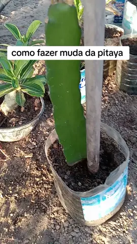 como fazer muda da pitaya #pitaya #dicas #frutas #dicasdonetinhoh #tiktokbrasiloficial🇧🇷 