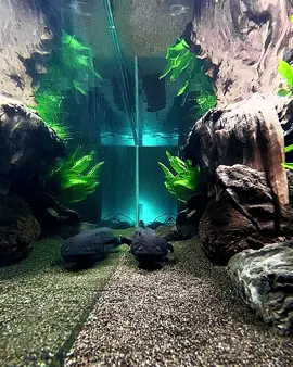 Toothless Dragon 🥰 Axolotl adalah hewan nokturnal, hewan yang aktif di malam hari, berburu di malam hari. Jenis salamander yang 1 ini membutuhkan air yang dingin (20-25°C, semakin dingin akan semakin bagus) supaya bisa hidup & bertumbuh dengan sehat.   #axolotl #axolotoftiktok #aquascapeindonesia #hobby #natureaquarium #beautyonature #aquarist #aquaristlife #aquarium #aquascaping #paludarium #riparium #terrarium #vivarium #akuarium #natureathome #nature #plantedtank #forestaquascape #mancave #axolotank