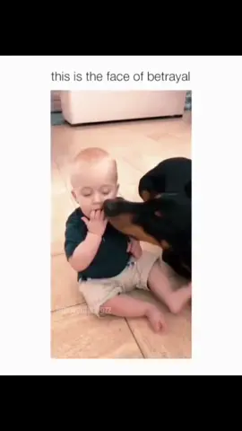 Funny and cute dog compilation 🤣... #funnydog #funnypet #cutedog #doglover #dogsoftiktok #dog 