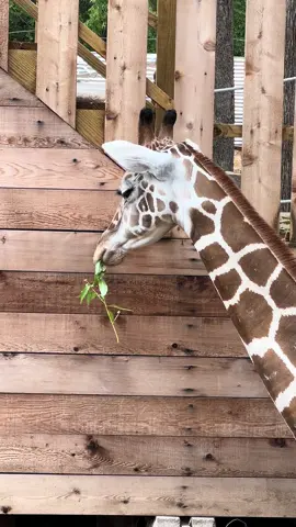 Have you ever fallen asleep with food in your mouth? #partyanimal #giraffe #zoo #zookeeper #animal #funny #sleepyhead 