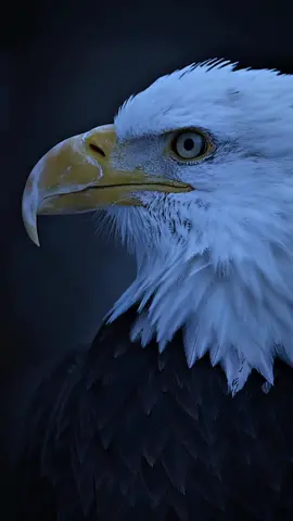 Eyes of the rivers and the forest, always watching the detail of this robust eagle is incredible  #eagle #animals  #followme #nature #scenery #Aestheticvibes #view  #aerhetic #viral ##beautiful #foryou #fyp #fyp  #viralvideotikyok  #beautifulNature #Scenery #eagles