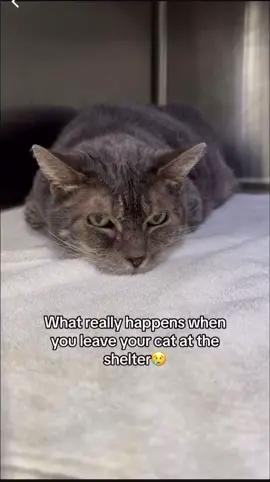 Sadly this is the reality for many cats that enter our shelter.  While we know life gets in the way of things we want to educate people that this can possibly happen when you surrender your cat as they don’t know what they did to deserve being here.  We want to express that the shelter environment should always be a last resort should you find no one that will take in your baby.  While they may live through just a fraction of your own life, but to them you are their whole life. I want to also say every cat in this video has been saved or rescued.  Please spread the word & together we can save lives.  You know what to do.  #sheltercat #animalshelter #rescuecat 