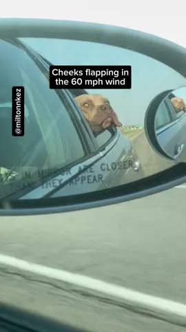 Kezler the pit bull’s cheeks flapping out the car window 🐶🚗💨 #fyp #dog #pet #pitbull #pitbullsoftiktok 