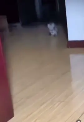 Cats. #catsoftiktok #cats #catsvideo #cat #run #slippery #floor #hit #wall #golpe #gatitostiktok #cute #kitty #foryourpage 