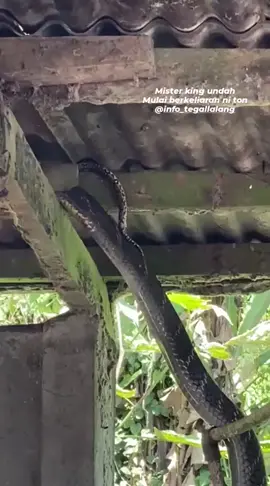 Terpantau ular king cobra berukuran besar sedang memakan anak ular sanca kembang di Br. Taro Kaja, Tegallalang, Gianyar. Selalu waspada semeton, Senin (18/12) siang. 📸 putuarmana07 #InfoTegallalang #Fyp 