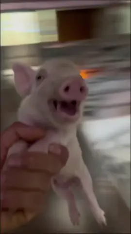 Weeee😭😂 #fypシ゚viral  #foryourpage  #viralvideo  #tofunny #😂😂😂 