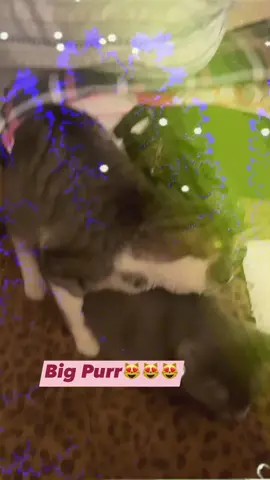 #smokahontas00 #catsoftiktok #gomedy😂 #funnyvideos #purrrrr #tiktok 