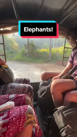 Elephant Jungle Sanctuary in Chaing Mai, Thailand🫶🏼🐘🇹🇭🥹