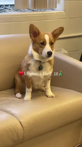 Work without your friends is the worst #Vlogmas #christmascountdown #holidaycountdown #alaska #worklife #workfam #corgi @shelimarrivera 