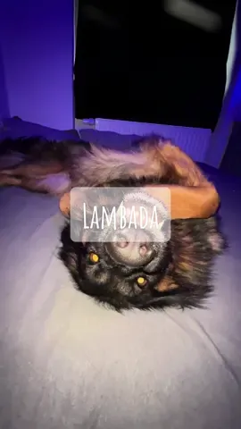 Sie könnte mit ihrer Rute den staub in eurer Wohnung entfernen #hund #dog #gsd #schäferhund #dsh #deutscherschäferhund #germanshepherd #shepherd #langhaarschäferhund #langstockhaar #longhairgermanshepherd 