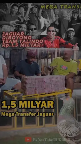 Merpati penomenal yang maharnya nyampe 1,5 miliar, Siapa yang tau comen dibawah#buas_madasari #pmtipangandaran #hobymerpati #jaguar15m #merpatijaguar #newrampok #merpatidor #pmtiindonesia #merpatikolongbebas #merpatilovers #fypmerpatiku #fyp 