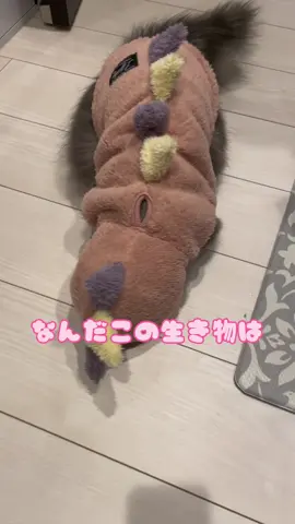 なんだこの生き物ものは？！#ミヌエット #同棲カップル #cat 