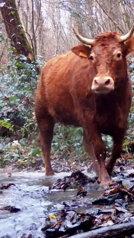 Throwback to the day this cow had a casual stroll through the woods 🐮 #cow #animals #forest #foryou #fyp 