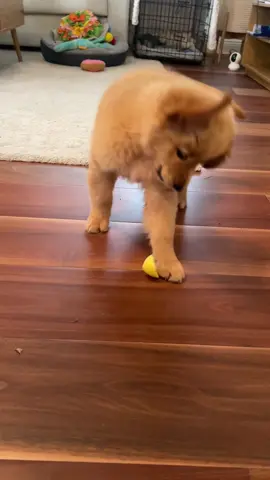 I’ll pass on the lemon please, thank you. 🍋 #goldenretriever #puppytiktok #puppy 