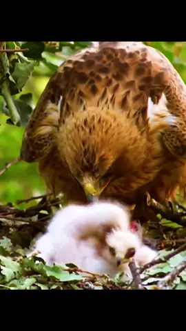 #eaglelifestyle #animalworld #fyp 