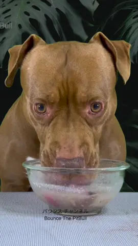 Dog asmr mukbang