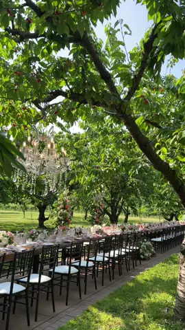 Savoring fresh cherries while dining outdoors in the cherry orchard epitomizes the delightful essence of al fresco dining during cherry season! 🍒  Planning @lindsayplankevents  Florals @lushflorals  Photographer @kaitlyndawphotography  Hair & Makeup @vr.beauty @pearl.hair.kimberly  Decor @simplybeautifuldecor  Bride @nessy_mammo #outdoordining #outdoorwedding #outdooreception #niagaraonthelakewedding #alfrescowedding #fyp 