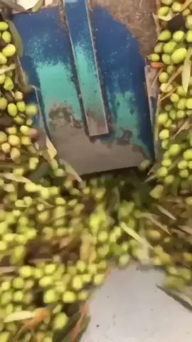 #طريقة_تحضير_زيت_الزيتون  #عصر_على_البارد   #fyp #viral #oliveoil #olivetree #extravirginoliveoil #lebanon #southlebanon #beirut #worldwilde #📍#saida #📞 #81755855 