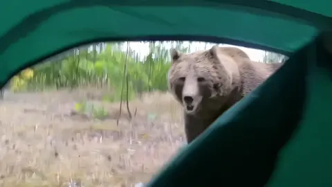 🥶😱🥶It was scary.. a bear attacked my tent in the forest when I was camping alone It's better not to camp alone, haha bear encounter....🥶🥶#camping #tent #nature #foryou #campinglife #campingtents #campingtools #campinggear #asmr #uk #fyp #england #london #solocamping #bear #tiktok 