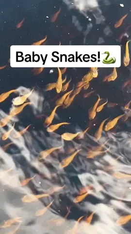 Snakehead fry ball season is one of my favorite times of the year. It doesn’t get any better than anticipating a strike when there’s a good chance a fish is right under your frog 🐸 🐍  Reflecting back on a great day this summer chasing these incredible fish with @DillonWaters and @David Rudow filming for @FishTalk Magazine 🎥 #northernsnakehead #snakeheadfishing #invasivespecies #exoticfish #fishing