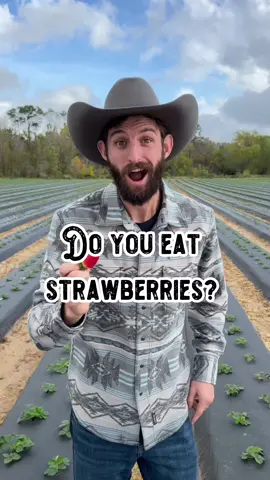 Here’s ✋🏼 Quick Strawberry Facts 🍓  🍓Strawberries are higher in vitamin C than 🍊 🍓 The average plant produces 5-7 petals 🌸 🍓 Ancient Romans used strawberries to alleviate depression, sore throats and fevers 🤒   🍓 One acre can produce over 50,000 Ibs. of fruit 🤯 🍓 Strawberries technically are not a berry at all! 🚫 #strawberry #strawberries #berry #fruit #fact #farmerfroberg #frobergsfarm #food #Foodie #foodblogger #foodforfoodies #funfact #funfacts #tip #tips #DidYouKnow #plant #plants #healthy #snack #produce #garden #gardening #agriculture #farm #farming #farmers #plantsoftiktok #planttpk #foodtiktok #FoodTok #Foodie #shilohfarm