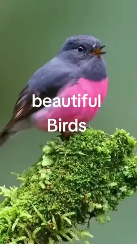 World most beautiful Birds in the world amazing video of the world. #beatifulbirds #wildlife #hunt #fypシ゚viral #fyp #foryou 