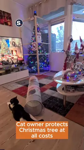 Determined to protect the Christmas tree from his cats no matter what it takes, a man in Sweden has gone to extreme lengths this year, with hilarious footage showing an elaborate cat-proof cage surrounding his living room’s festive centerpiece! #cat #catsoftiktok #catsvschristmastrees #christmastree #christmas #kitten #fyp #foryoupage