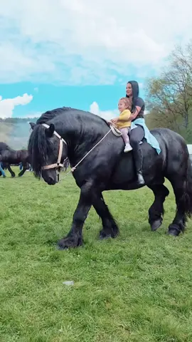 Wow,amazing!🔥🔥 🎥 @ale.seuca #horsesoftiktok #horsesvideos #horselovers #horsey #horsey #drafthorses 