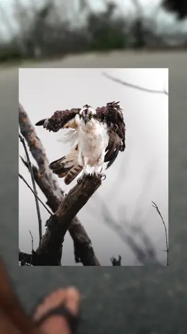 Osprey hit a little boogie for me #osprey #wildlife #wildlifephotography #pov #photography #fyp #cinematic #photo 