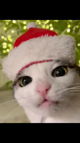 Ảnh mèo giáng sinh-  Lần trước đu trend ko thành công nên đăng tạm ảnh trên Pinterest. Nào e kiếm được đèn pin thu nhỏ thì đội cho con nhà em nha các bác #avatar #mèo #catnoel #hamster #trending #fyp #noel #xuhuong 