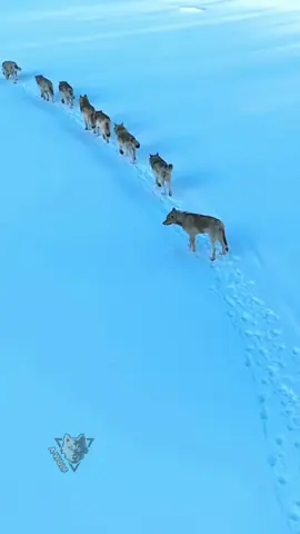 #wolf #wolves #wolfpac #ذئب #ذئاب #الذئاب 