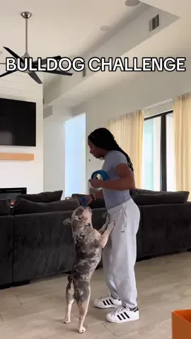 welp they don’t care about the blue tape at all …….. they do what they want, when they want 😂  #frenchbulldog #englishbulldog #dogmom 