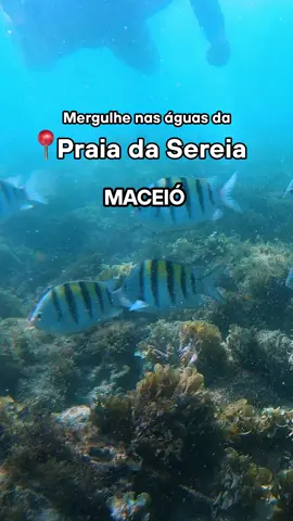 Já sonhou em nadar como uma Sereia? Prepare as nadadeiras e venha mergulhar nessa viagem com KAYAK. #praiadasereia #praiamaceio #praiadasereiamaceioal #sereia