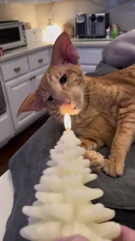 NO CATS WERE HARMED IN THE MAKIJG ID THIS VIDEO. Relax. Its fake and #foryou electric! #orientalshorthaircat #orientalshorthair #orientalcat #peterbald #cat #funnycat #cattok #cutecat #tiktokcats #catsoftiktok #pettok #fyp #foryou #orangetabby #tabbycat #orangecat #sphynx #hairlesscat 