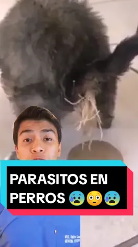 Contenido veterinario educativo . Guarda y comparte ⤴️⤴️ . #mvzviniciosamaniego #loja #lojaecuador #parasitos #parasitosintestinales #lojaec  #vetviniciosamaniego #parasitosperros #toxocaracanis 