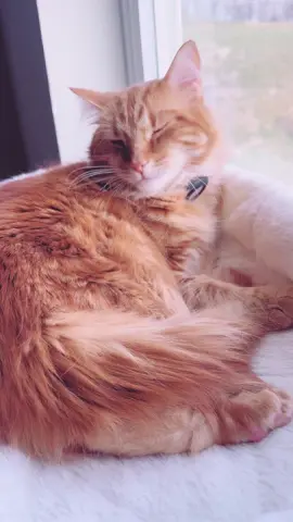 That cute little sound when she yawns ❤️ #meow #catyawn #didyouyawn #yawnsound #catsoftiktok #cutecatcats #catpeopleknow #catlady 