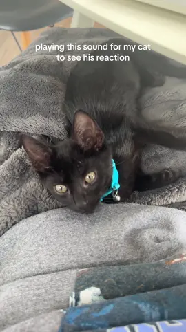 so confused #catsoftiktok #cattok 